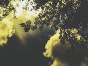 Low angle view of trees against sky