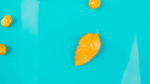 High angle view of orange leaf on blue background