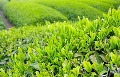 Crops growing on field