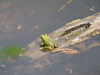 High angle view of frog floating on lake