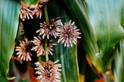 Close-up of flowering plant