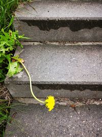 High angle view of yellow flowering plants