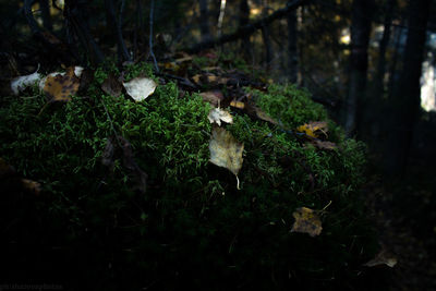 Close-up of mushrooms growing on tree trunk