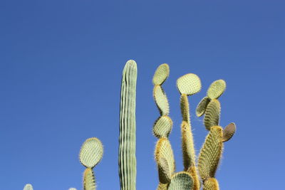 Low angle view of cactus against clear blue sky