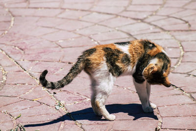 High angle view of cat on street