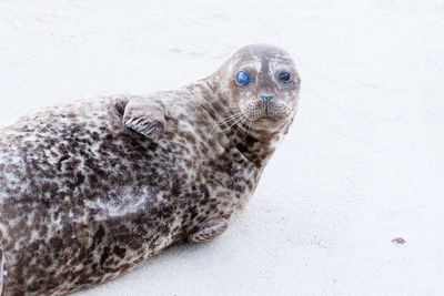 Harbor seals on children's beach in la jolla, san diego, california.
