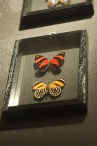 High angle view of butterfly on glass