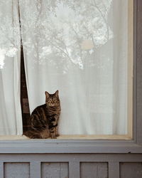 Cat sitting on window sill