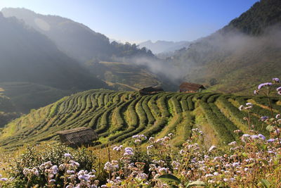 Scenic view of agricultural field