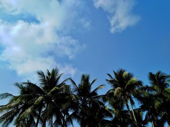 Low angle view of palm trees against blue sky