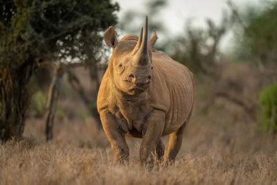 Black rhino