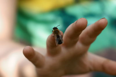 Close-up of ladybug on hand holding leaf