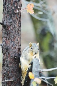 Squirrel on tree trunk