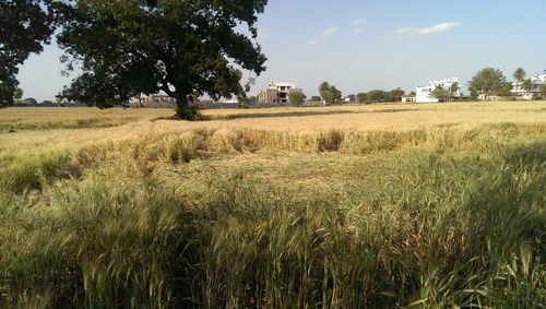 Scenic view of grassy field against sky