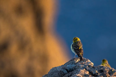 Small bird present in gran canaria