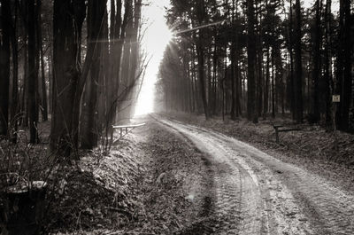 Road amidst trees in forest