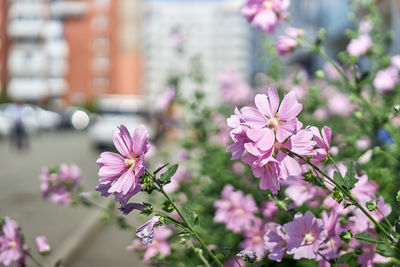 Close-up of pink flowering plant