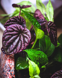 Close-up of wet purple flower