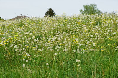 Scenic view of flowering plants on field against sky