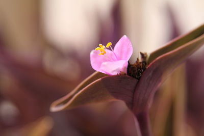 Close-up of pink flowering plant