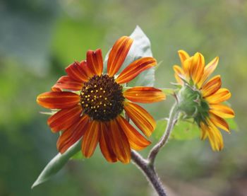 Close-up of orange flower