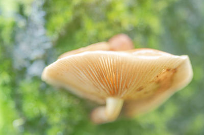 Close-up of mushroom growing on field