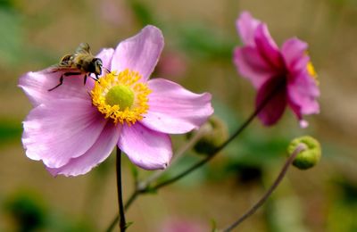 Close-up of bee pollinating on flower