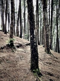 Trees in forest