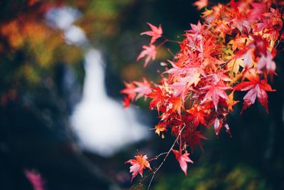 Close-up of red leaves