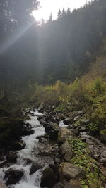 Scenic view of forest against sky