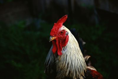 Close-up of rooster