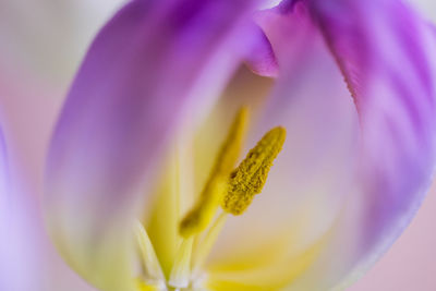 Macro shot of purple tulip flower