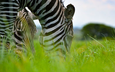 Close-up of zebras on field against sky