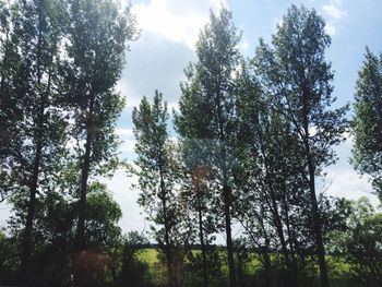 Low angle view of trees against sky