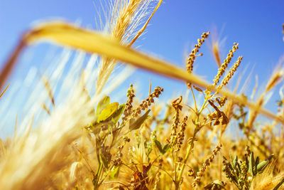 Close-up of wheat field against clear blue sky