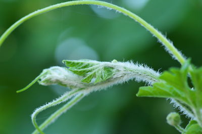 Close-up of green plant