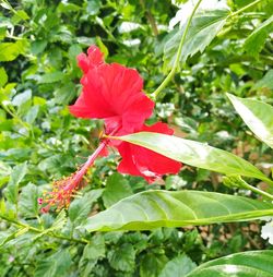 Close-up of red hibiscus flower