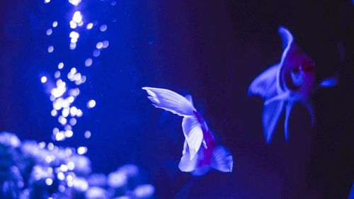 Close-up of fish underwater