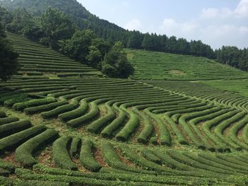 Scenic view of green tea field against sky