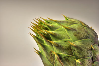 Close-up of succulent plant