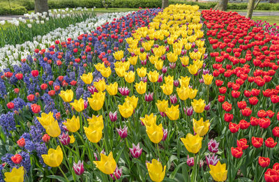 Multi colored tulips in garden