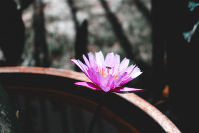 Close-up of pink flowering plant
