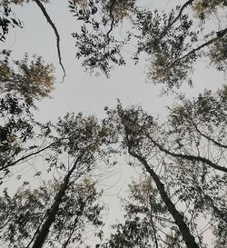 Low angle view of trees against sky