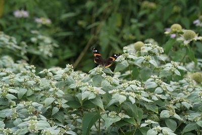 Close-up of butterfly pollinating on purple flower