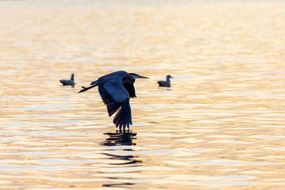 Full length of a bird flying over lake