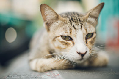 Close-up of cat relaxing on footpath 