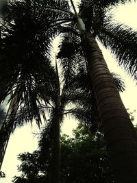 Low angle view of palm trees against sky