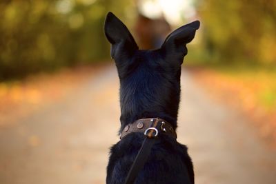 Close-up of black dog