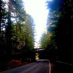 Empty road along trees