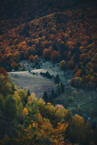 Trees on landscape during autumn